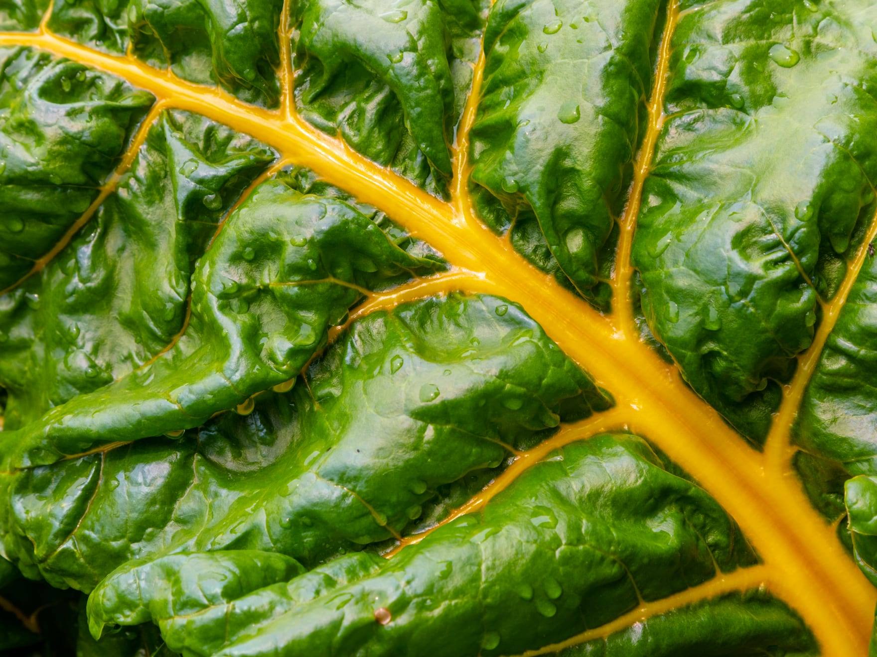 Planta de acelga en cultivo