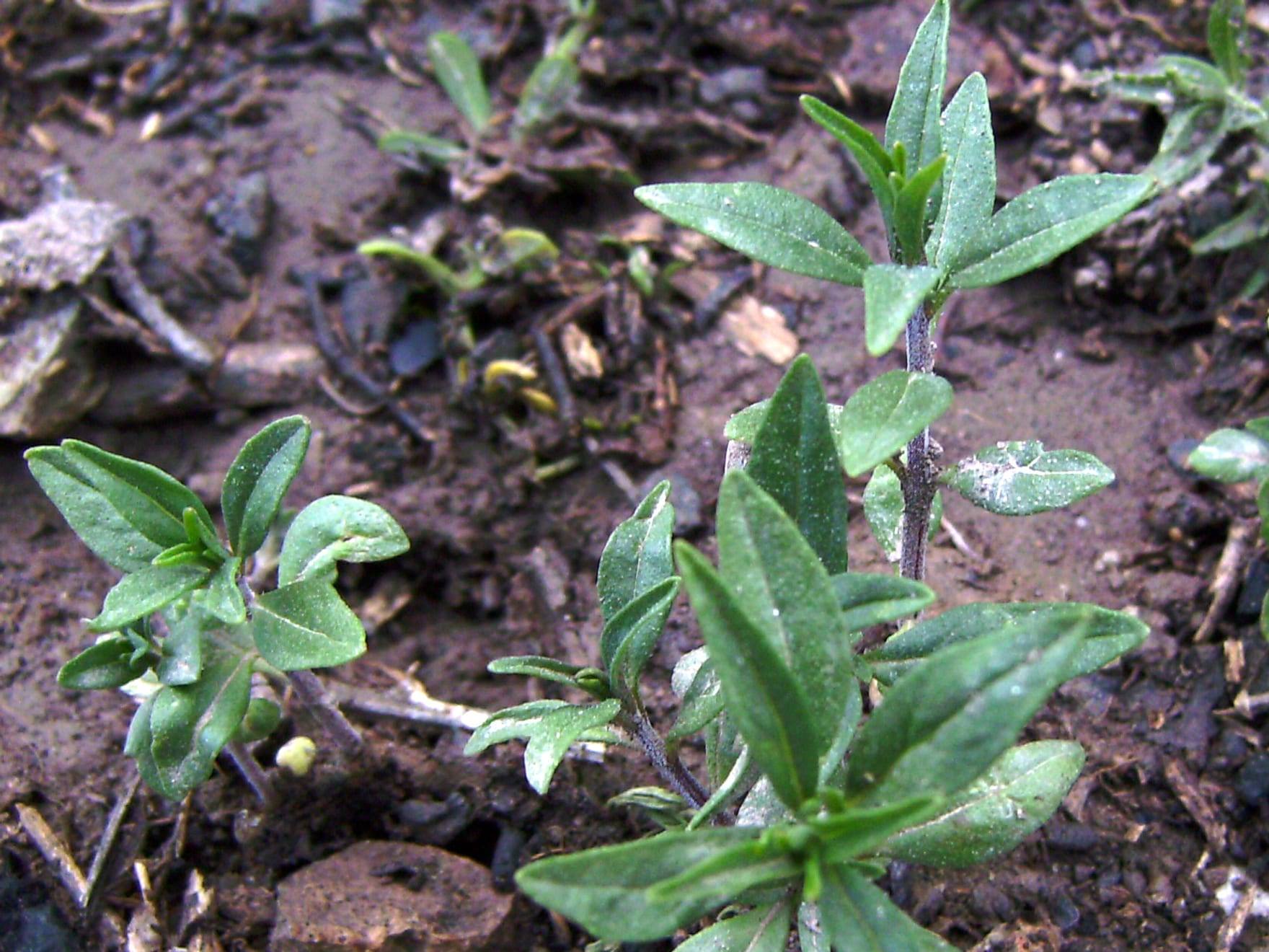 Planta de ajedrea en cultivo