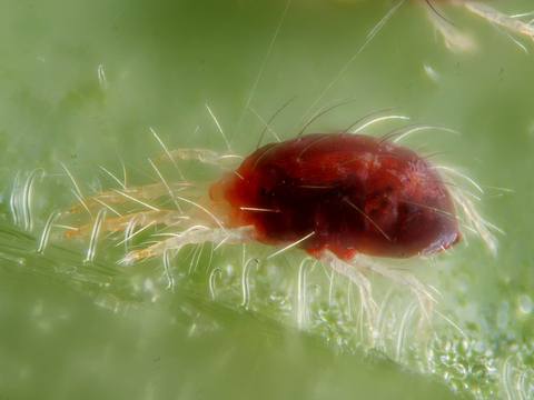 Araña roja sobre una planta