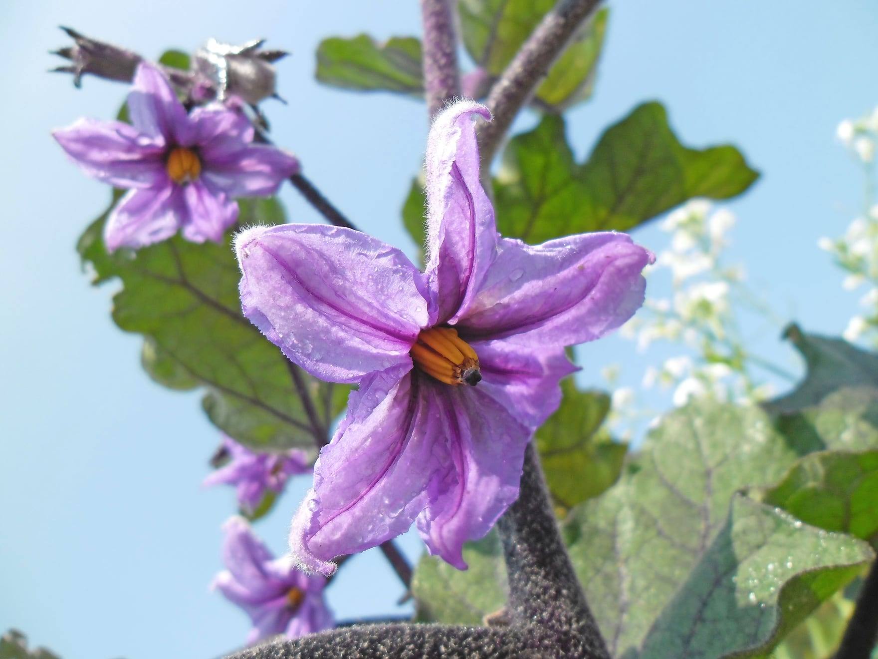 Planta de berenjena en cultivo