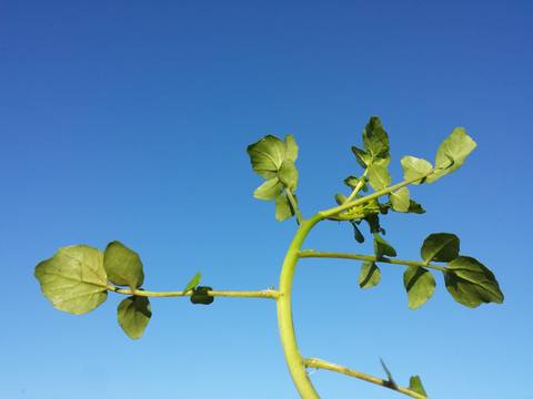 Berros en cultivo