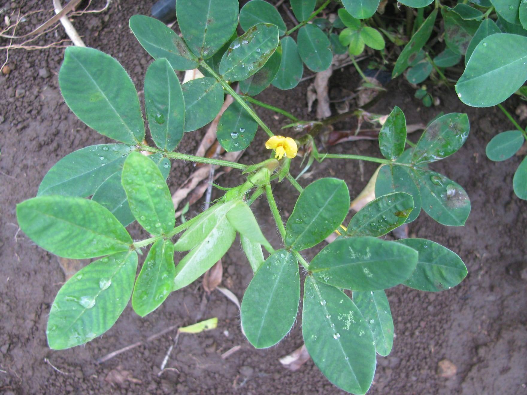 Planta de cacahuete en cultivo