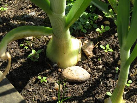 Cebolla en cultivo
