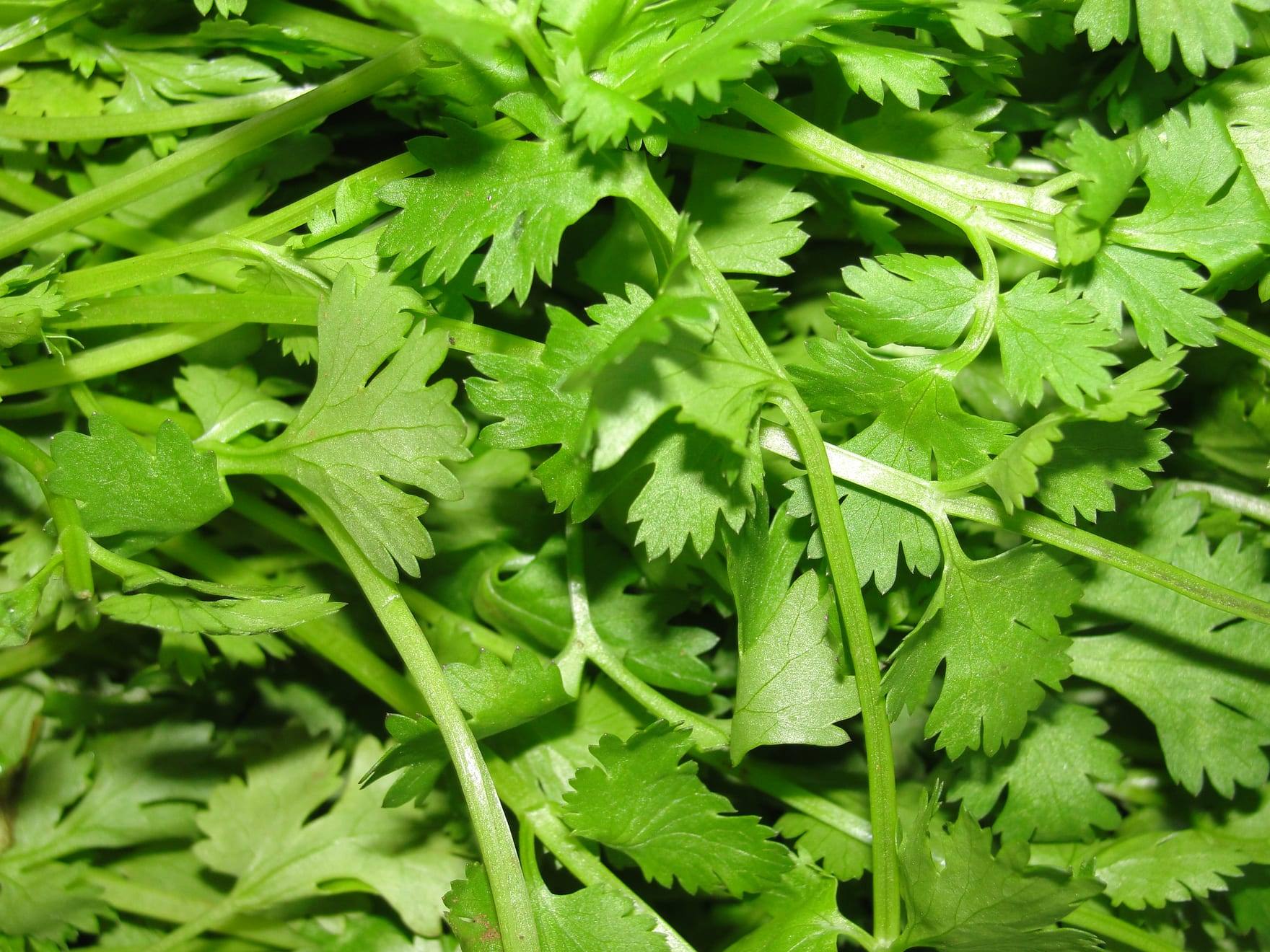 Planta de cilantro en cultivo