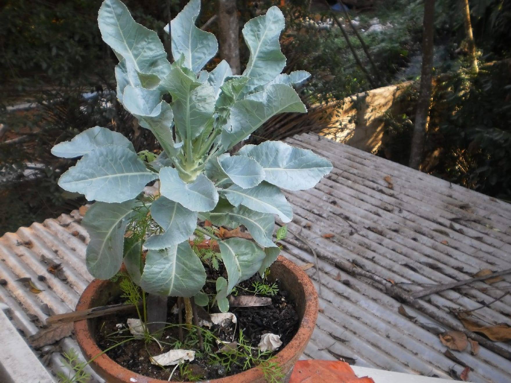 Planta de coliflor en cultivo