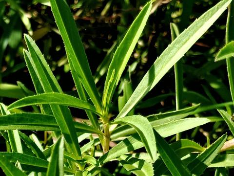 Estragón en cultivo