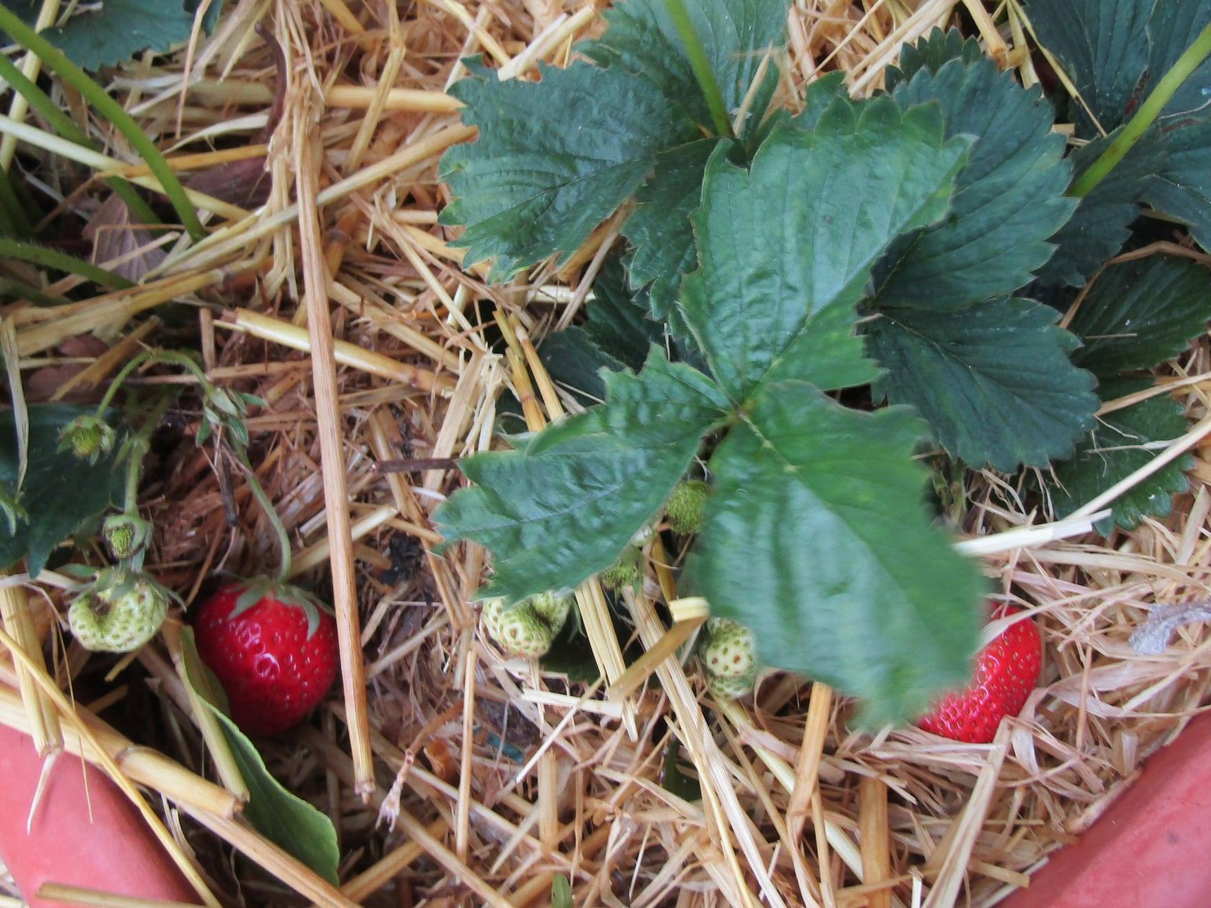 Planta de fresa en cultivo