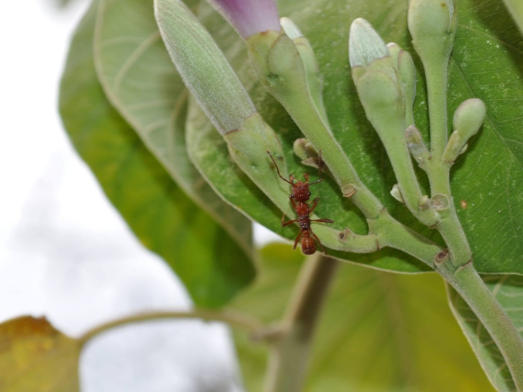 Hormigas sobre una hoja