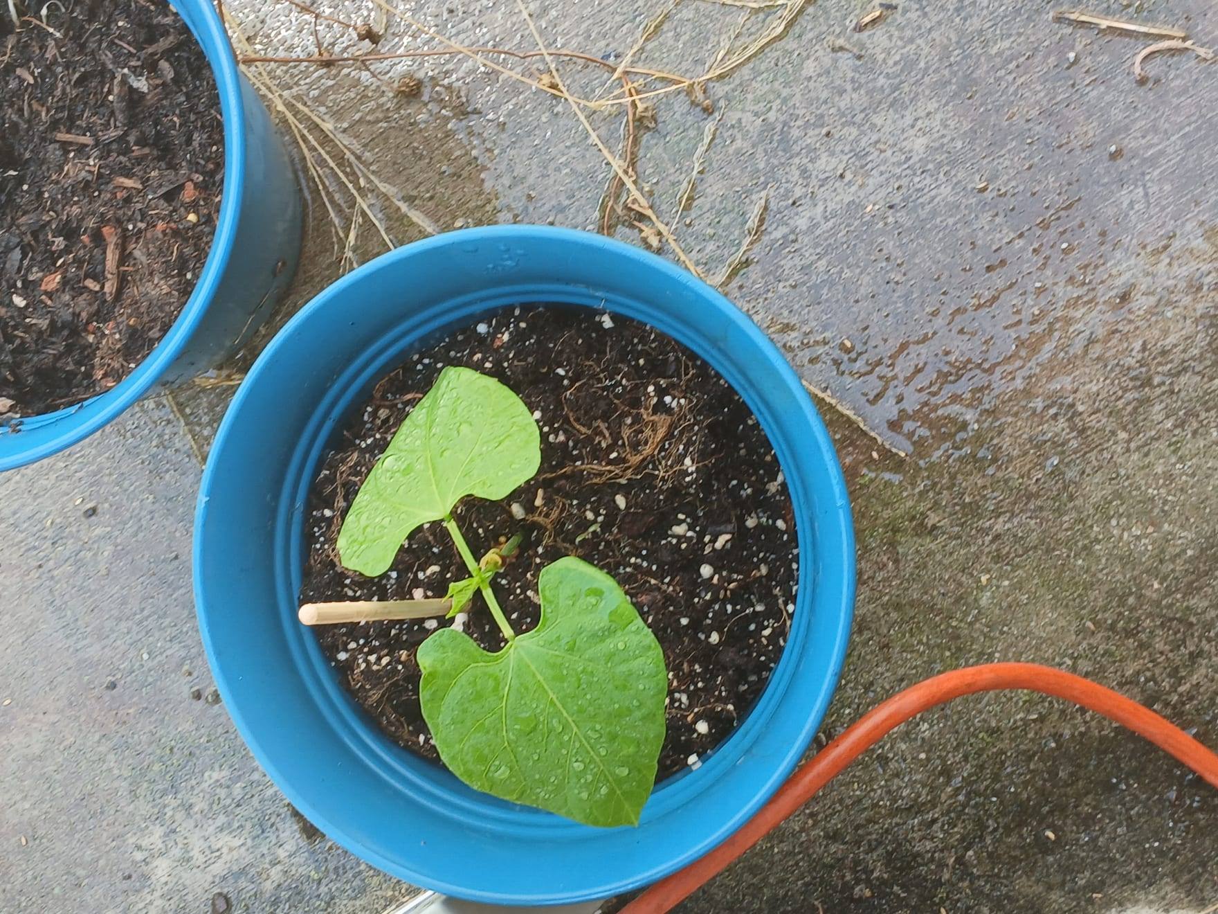 Planta de judía en cultivo