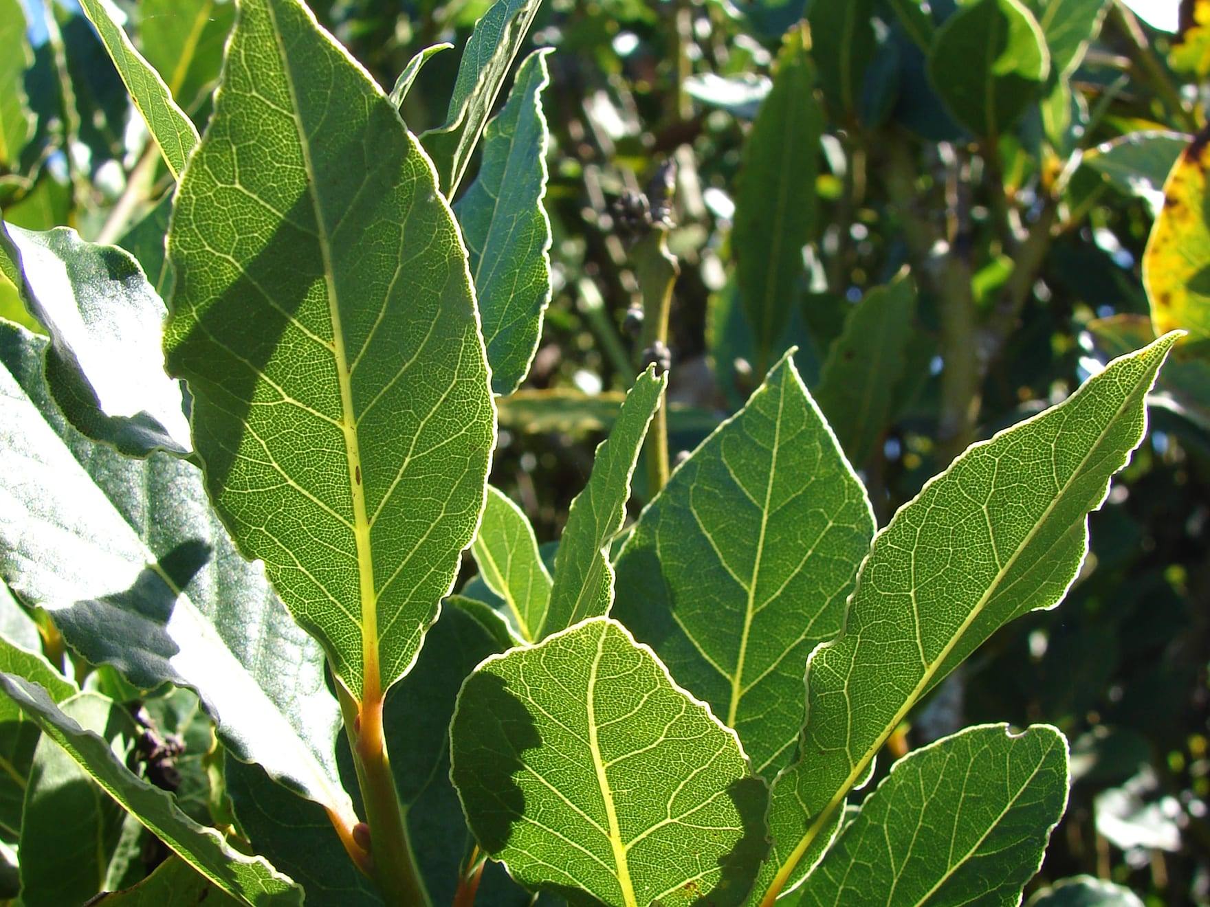 Planta de laurel en cultivo
