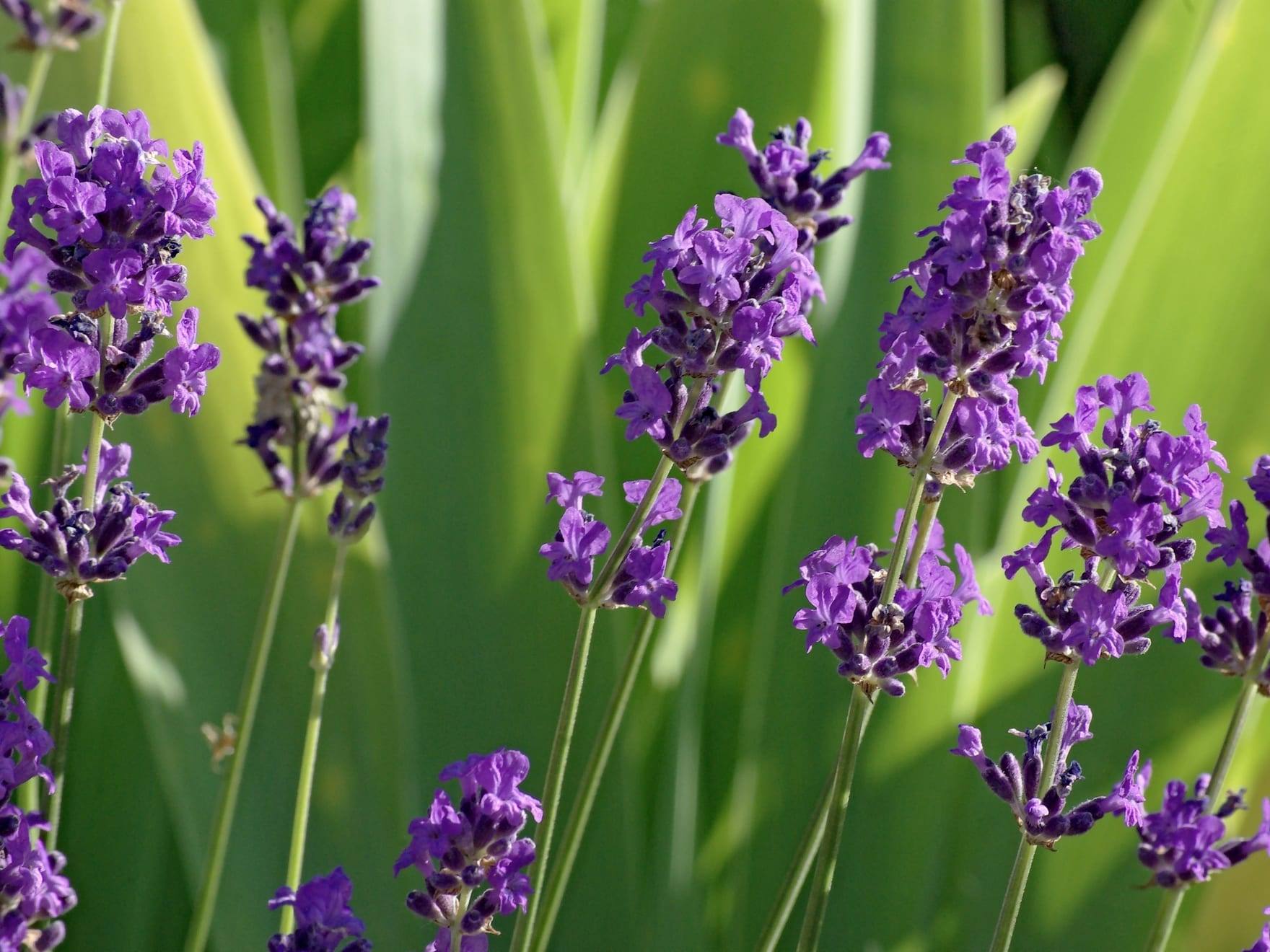 Planta de lavanda en cultivo