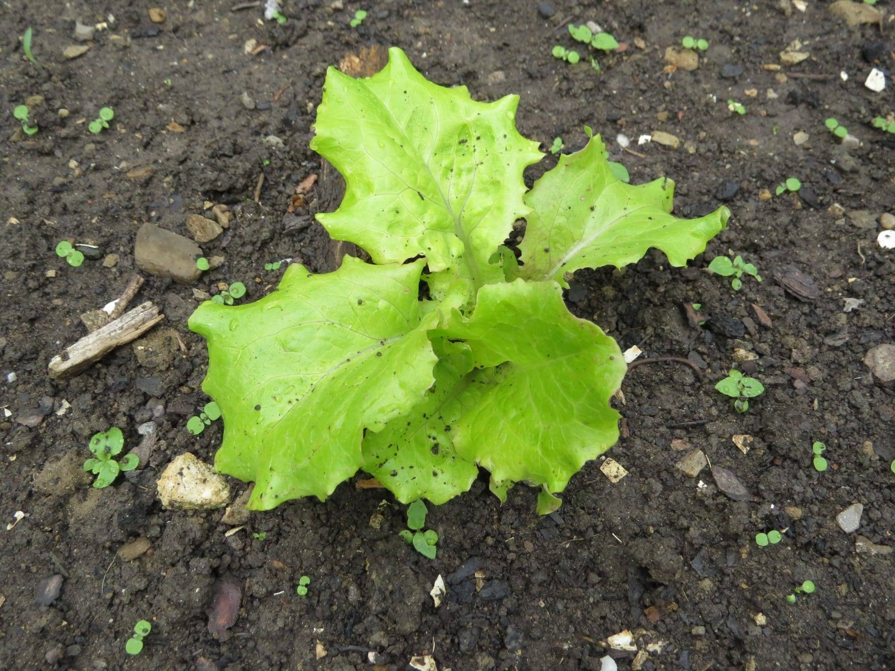 Planta de lechuga en cultivo