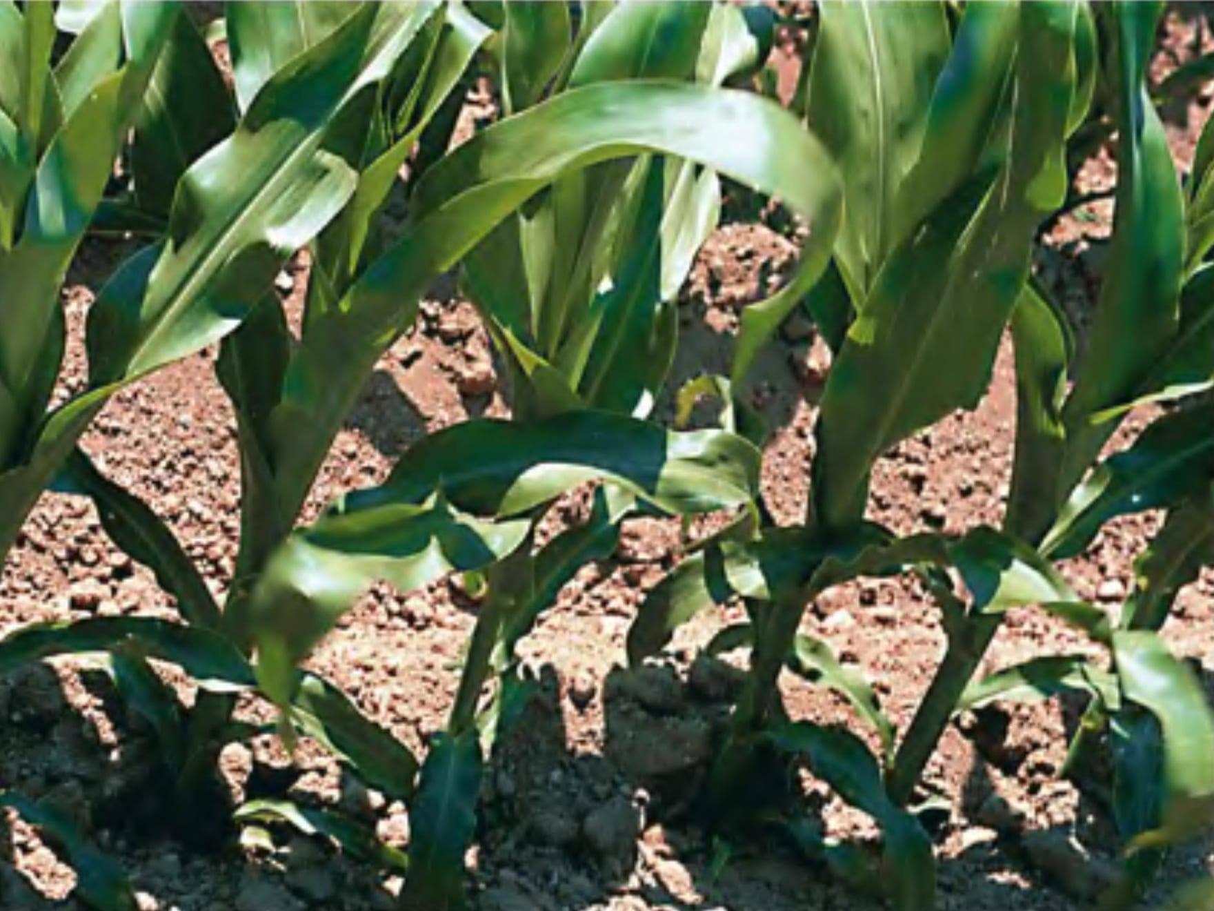 Planta de maíz en cultivo