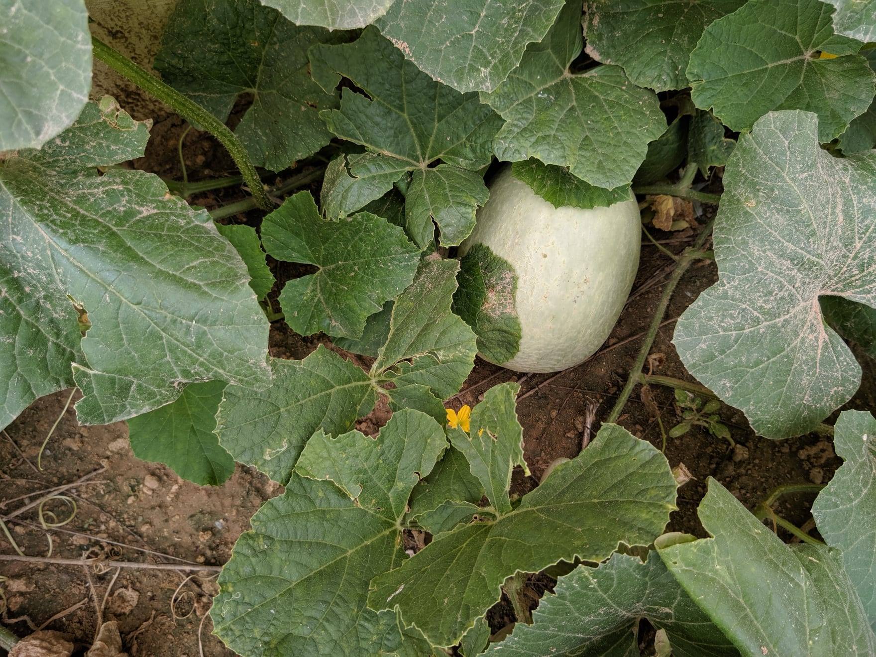 Planta de melón en cultivo