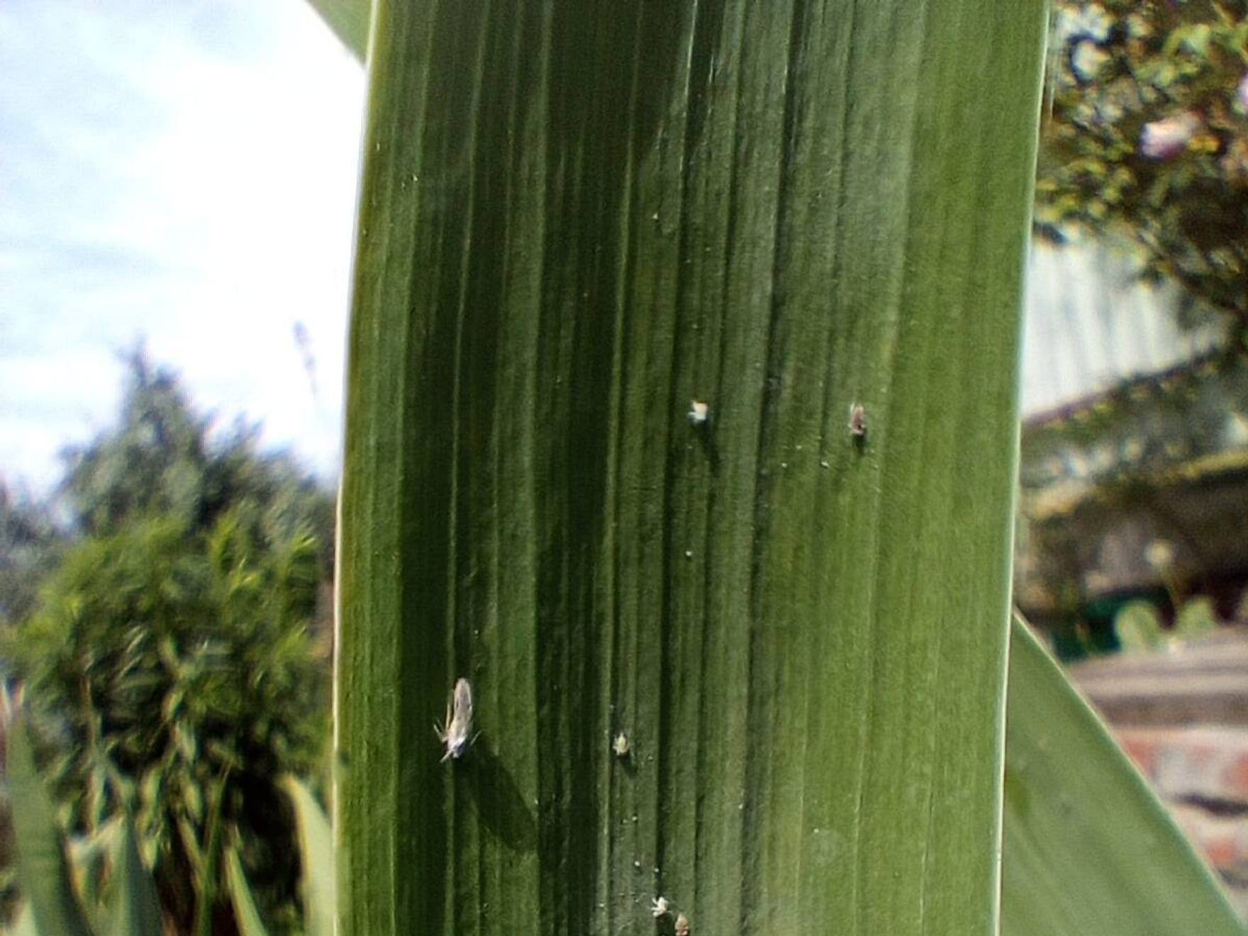 Mosca blanca sobre una hoja