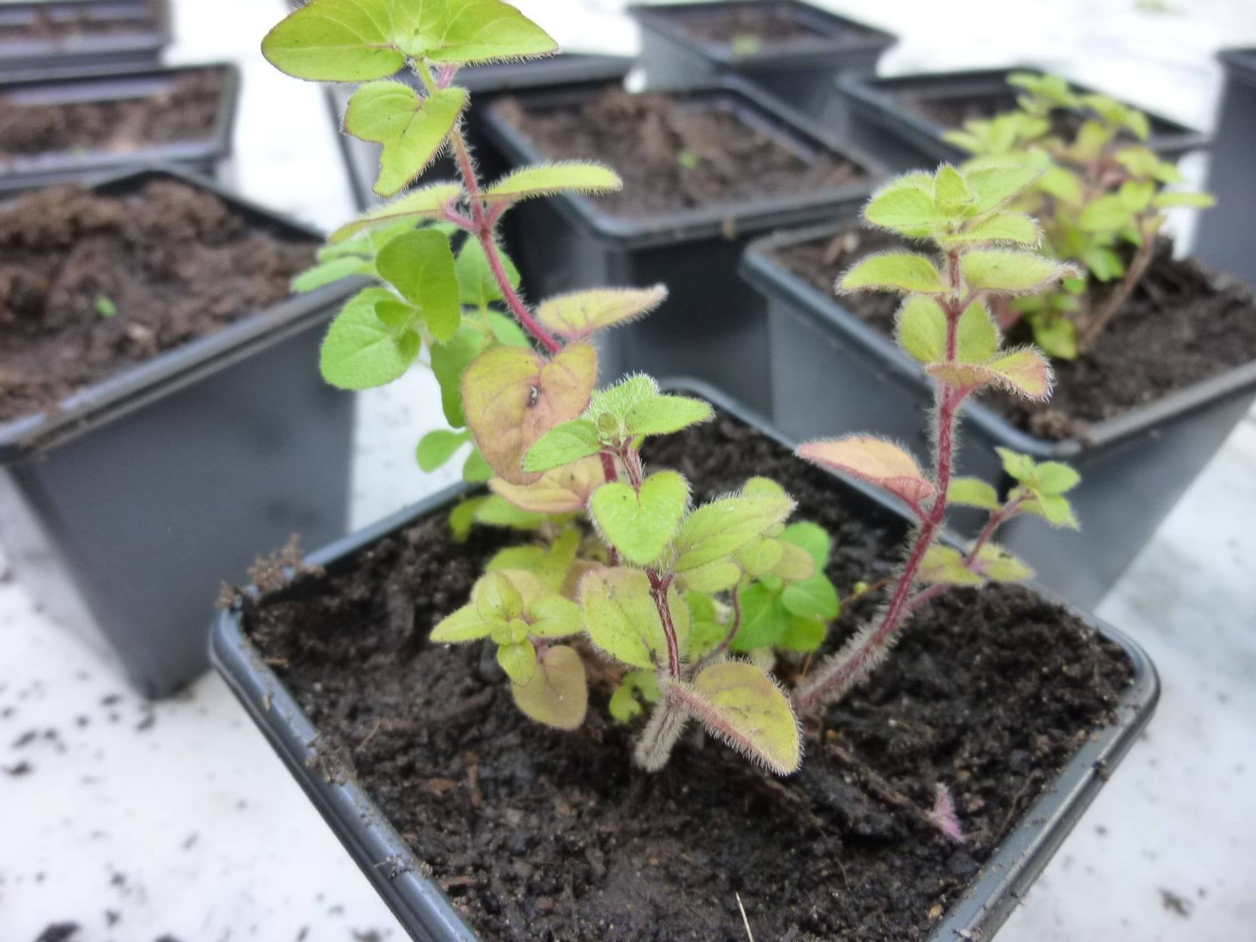 Planta de orégano en cultivo