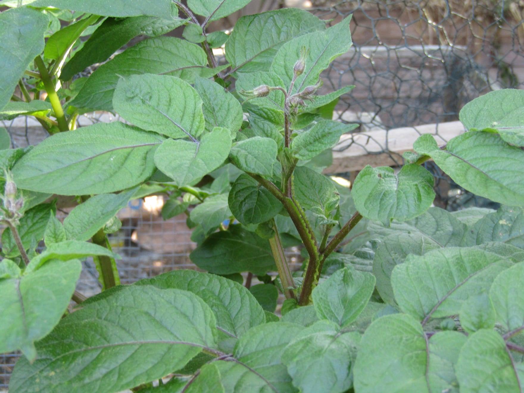 Planta de patata en cultivo