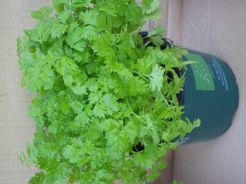Perifollo en cultivo