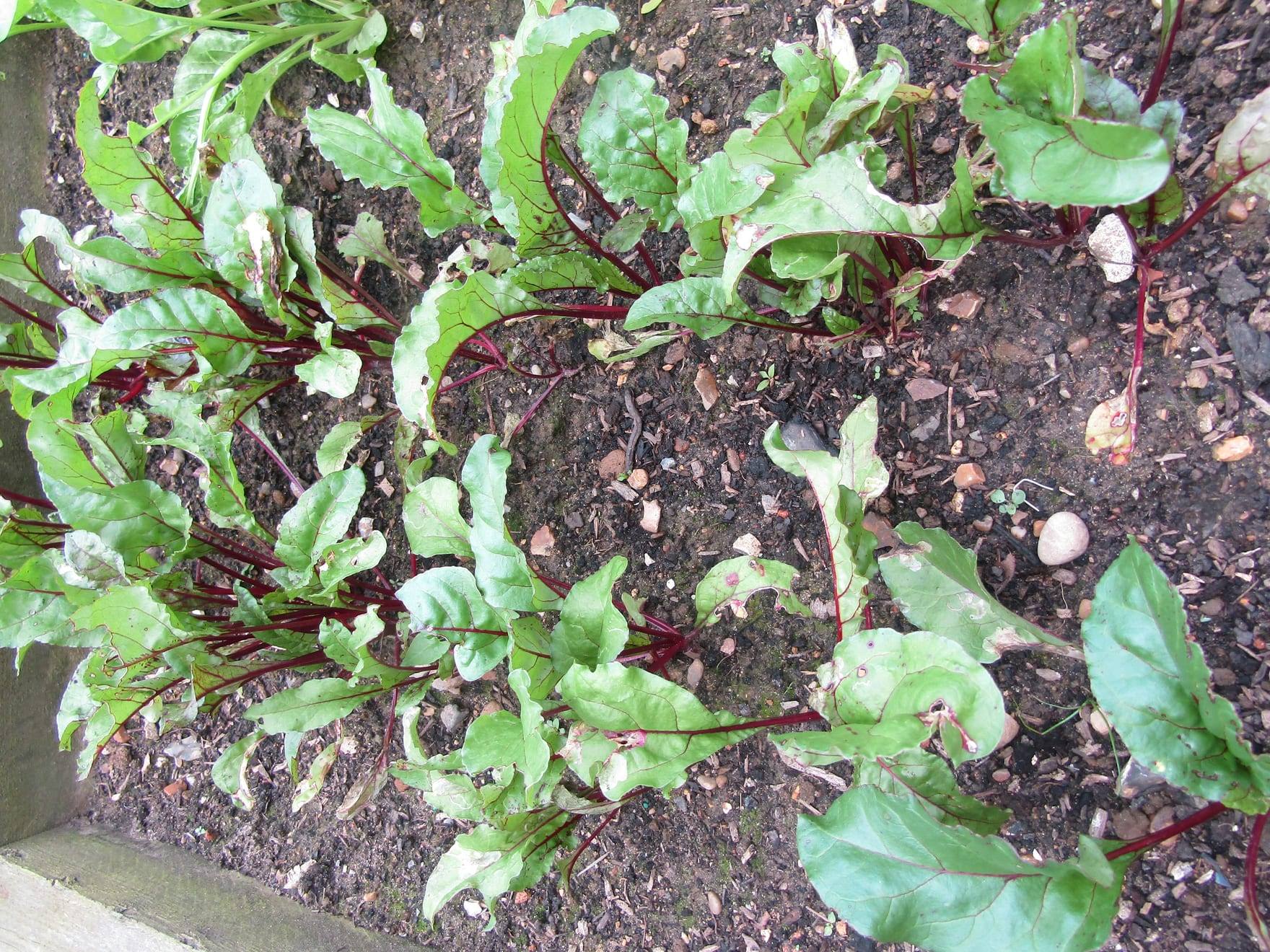 Planta de remolacha en cultivo