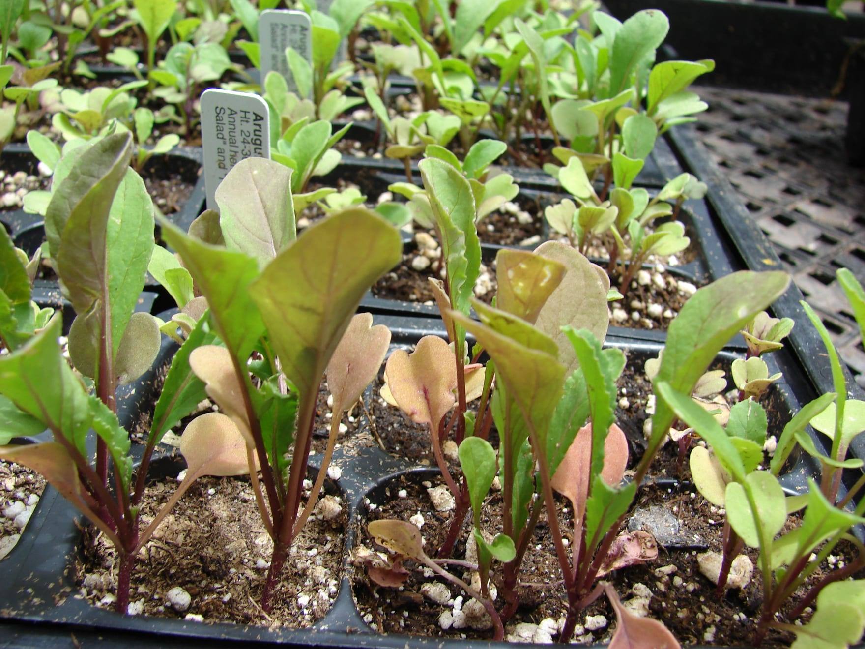 Planta de rúcula en cultivo