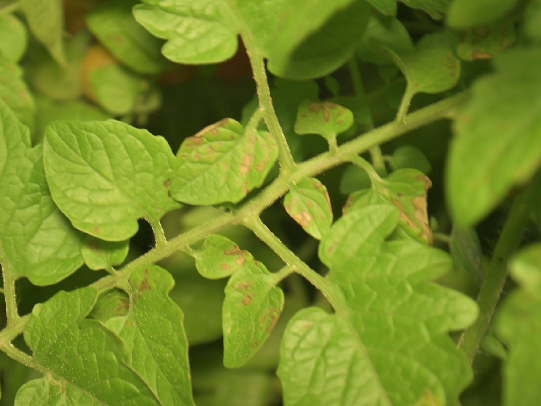 Septoriosis sobre una hoja
