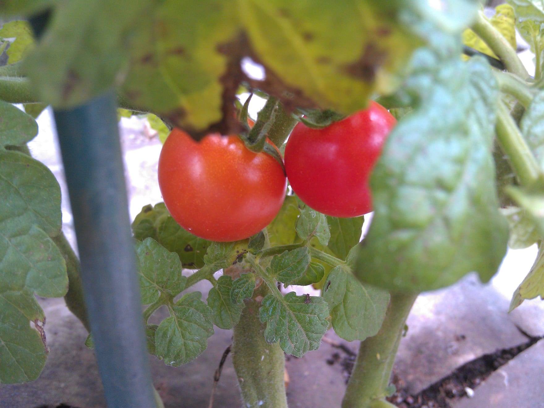 Planta de tomate en cultivo