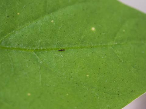 Trips sobre una planta